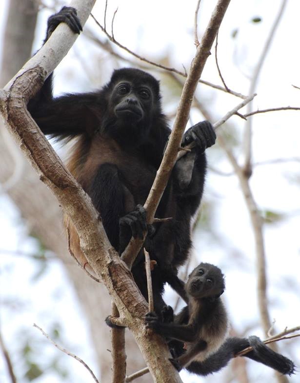 wildlife volunteer