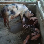 wwoofing in Costa Rica