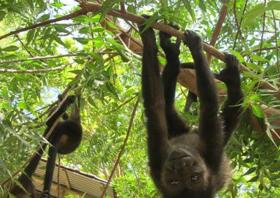 Stop Monkey Electrocution! Contact Vicki Conley | Costa Rica to help