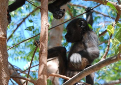 Stop Monkey Electrocution! Contact Vicki Conley | Costa Rica to help