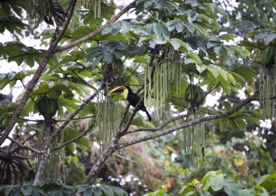 Volunteer in Costa Rica