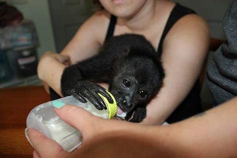 Contact Vicki Conley Costa Rica