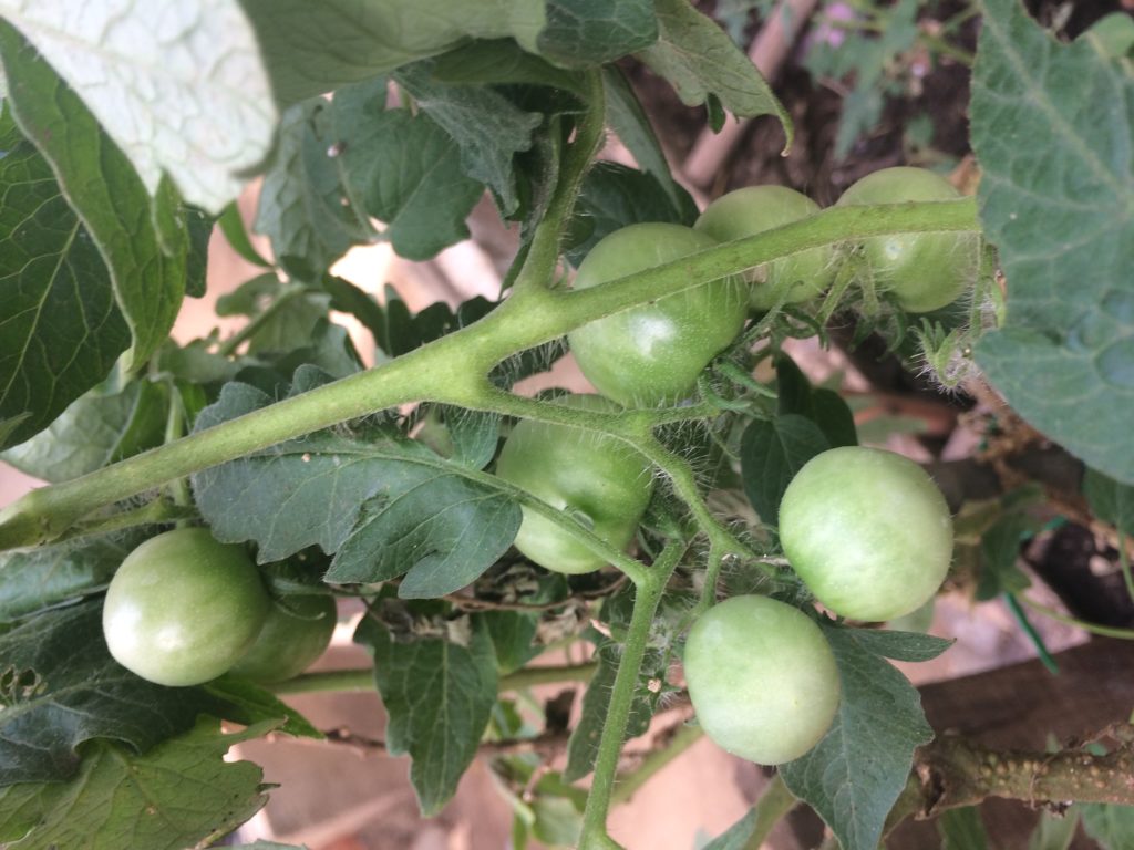 Self-sufficient living in Costa Rica