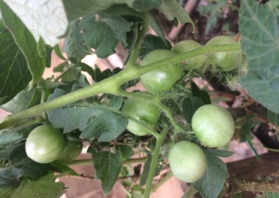 Self-sufficient living in Costa Rica